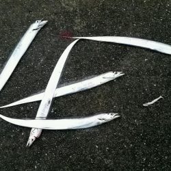 ホームの浜タチウオ復調。朝5夕5のツ抜け達成！